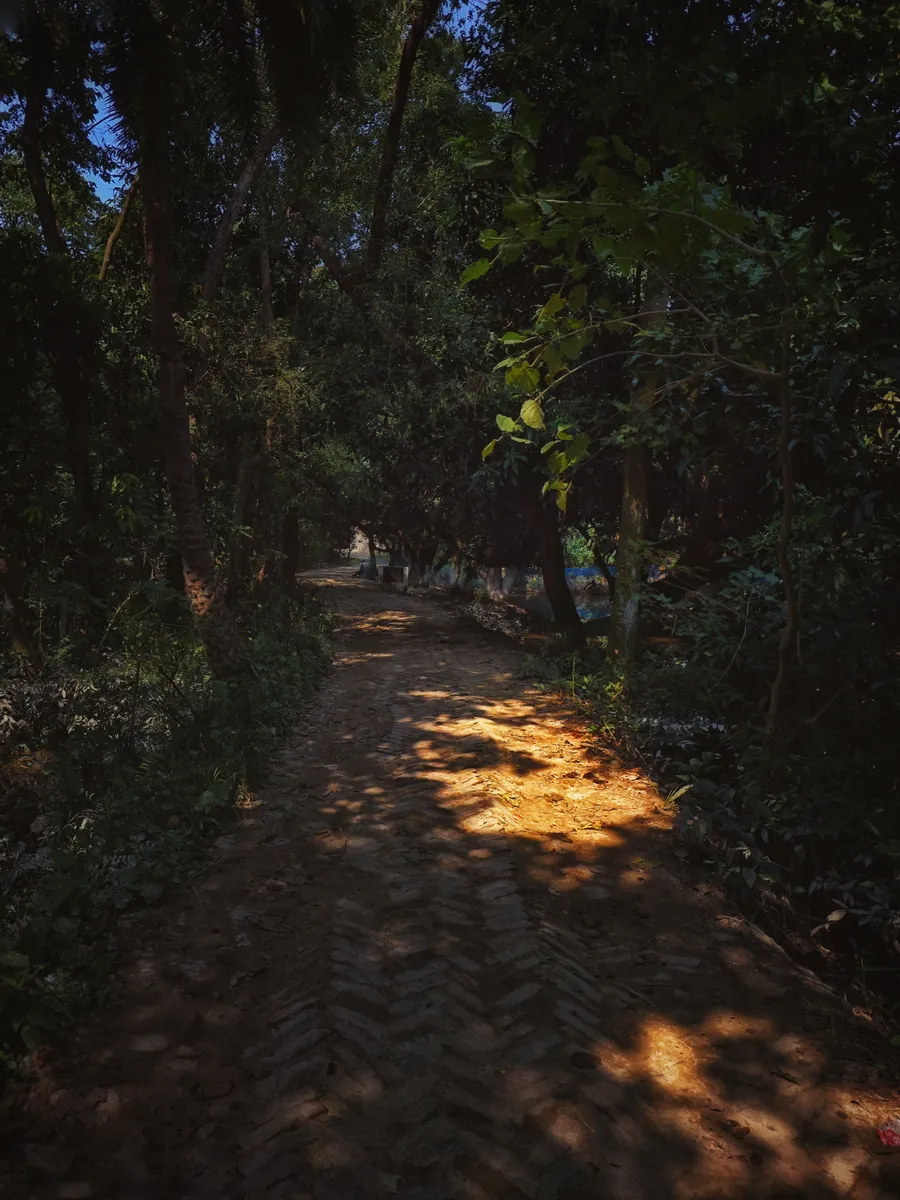 A shaded path with patches of sunlight beneath trees.