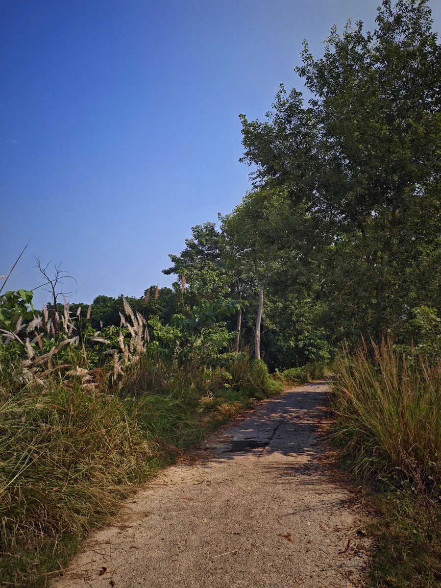 A narrow path between grasses and trees under a blue sky.