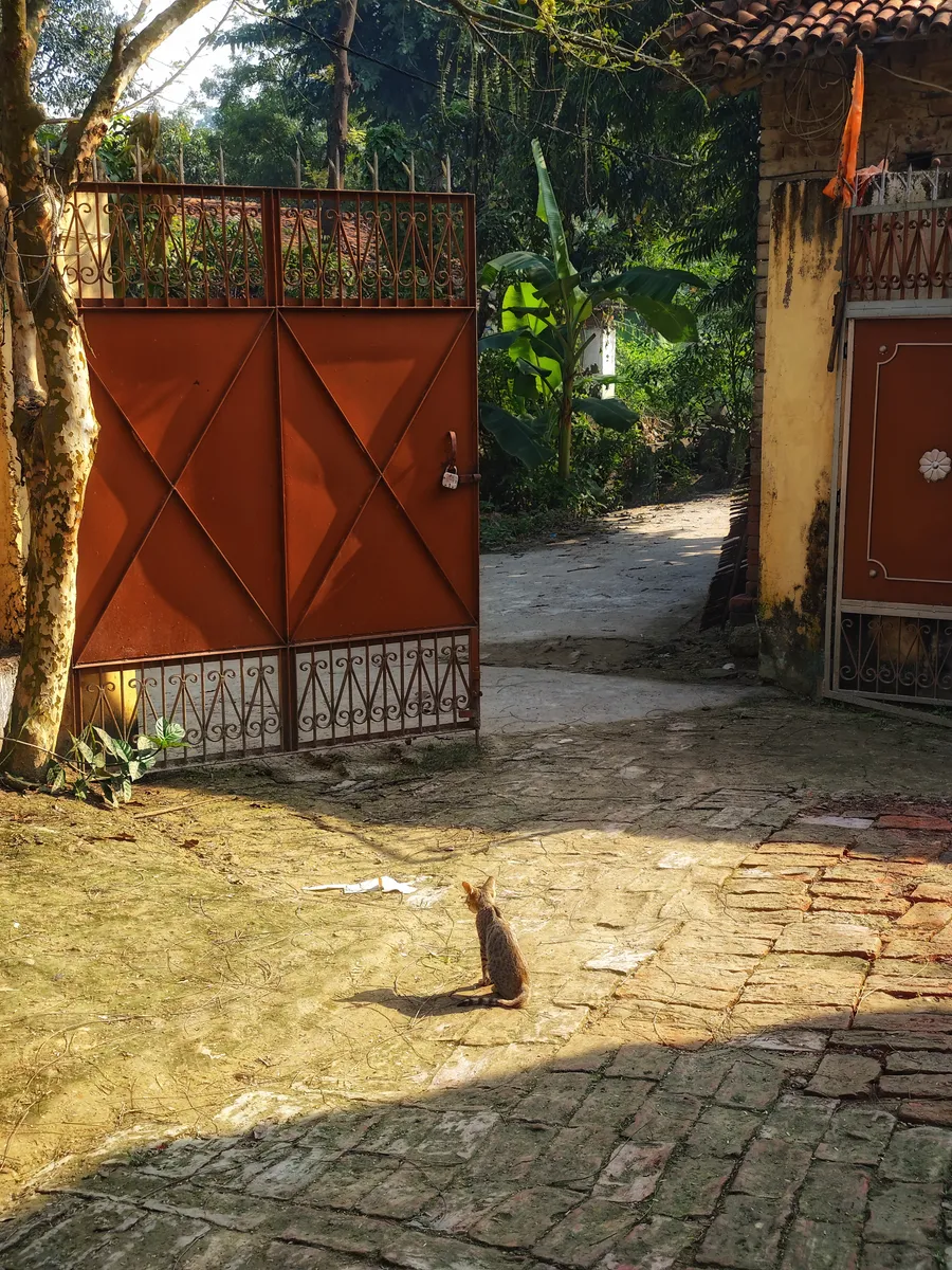 A cat sits on paving beside an open red gate.