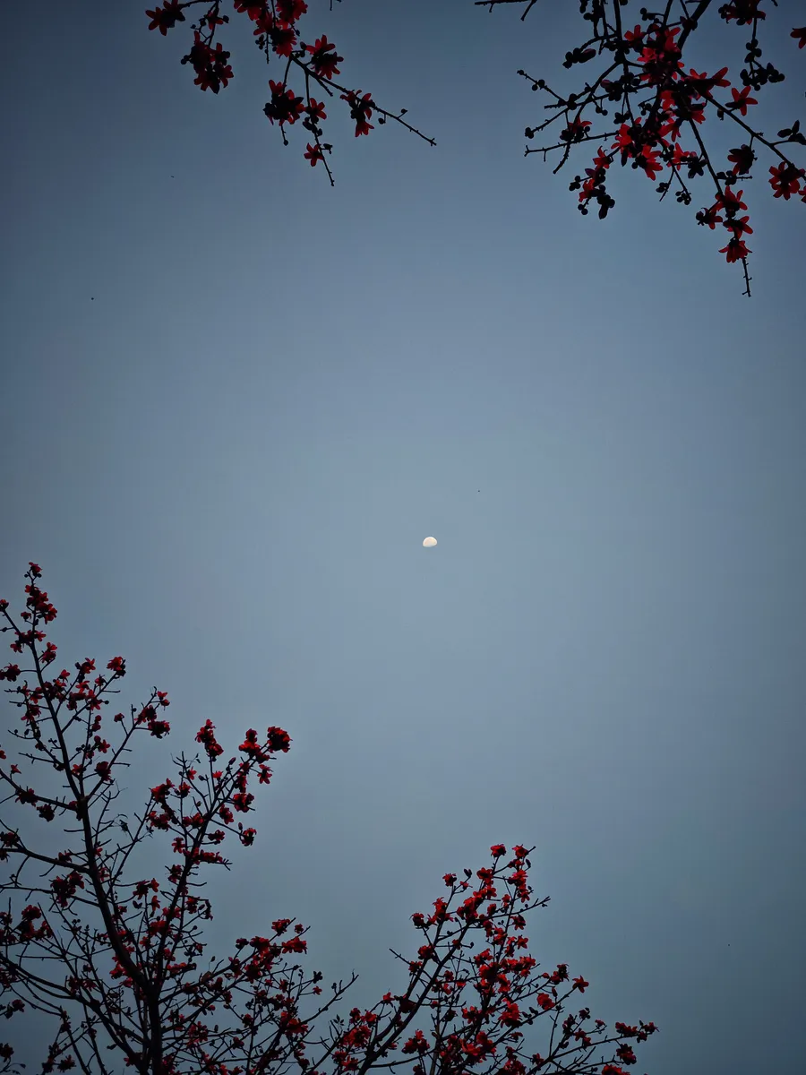 A small bright disc in the sky, framed by flowering branches.