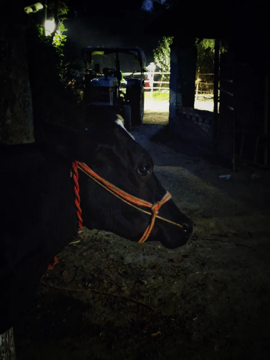A dark-coated animal wearing a rope halter, photographed in low light.