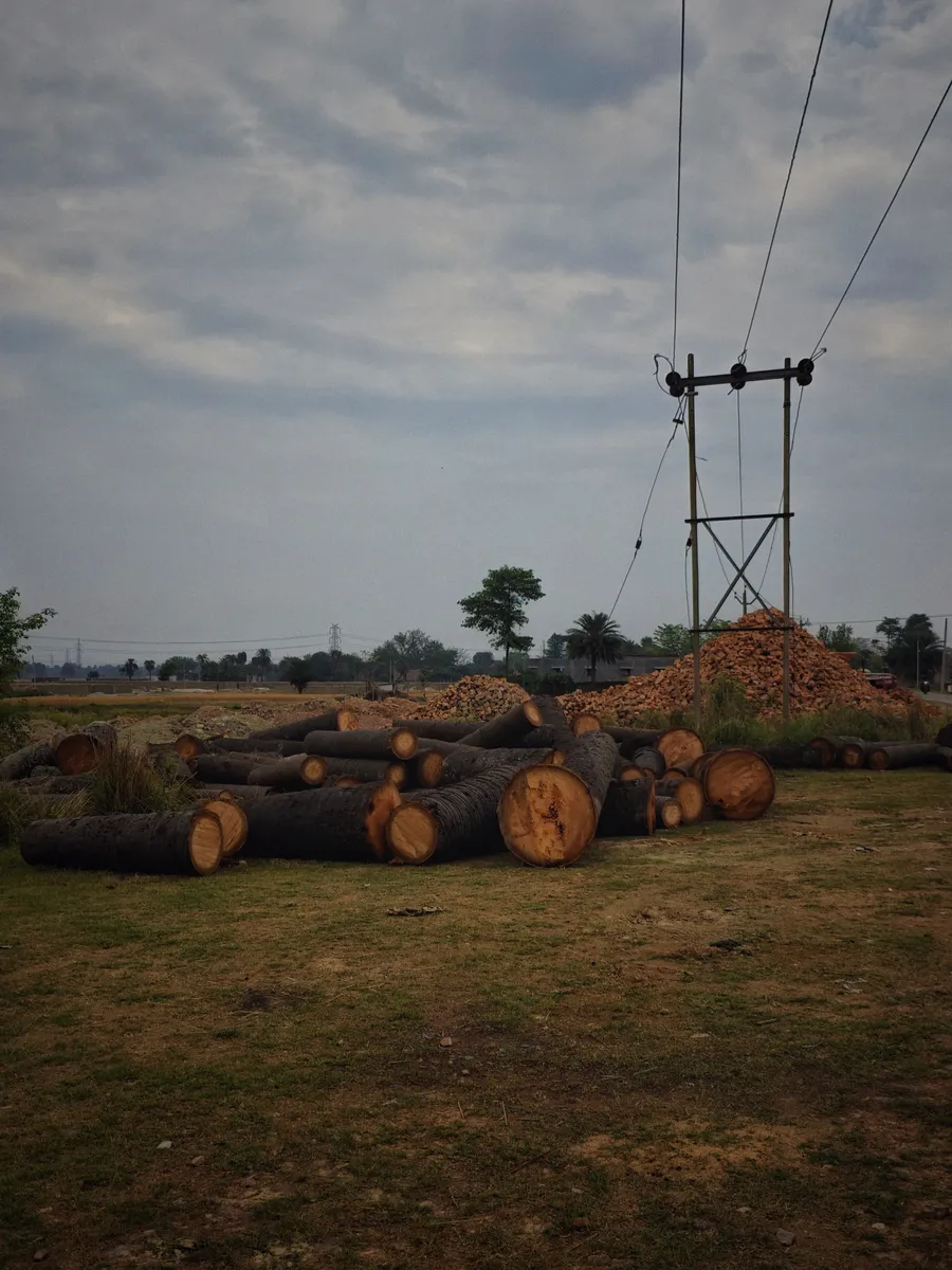 Cut logs lie beneath utility wires and a cloudy sky.