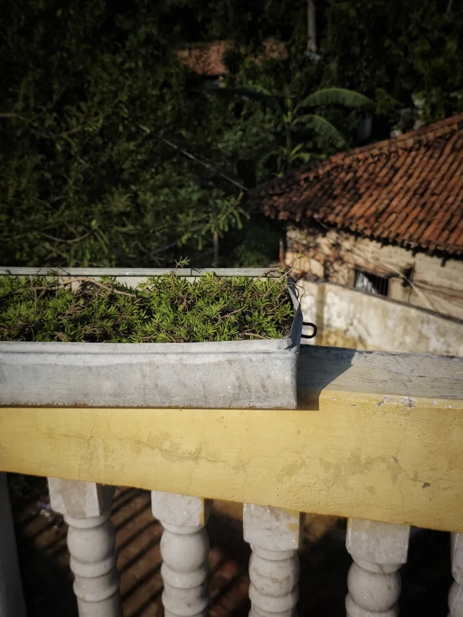 A planted container on a yellow balcony railing, with a tiled roof behind.