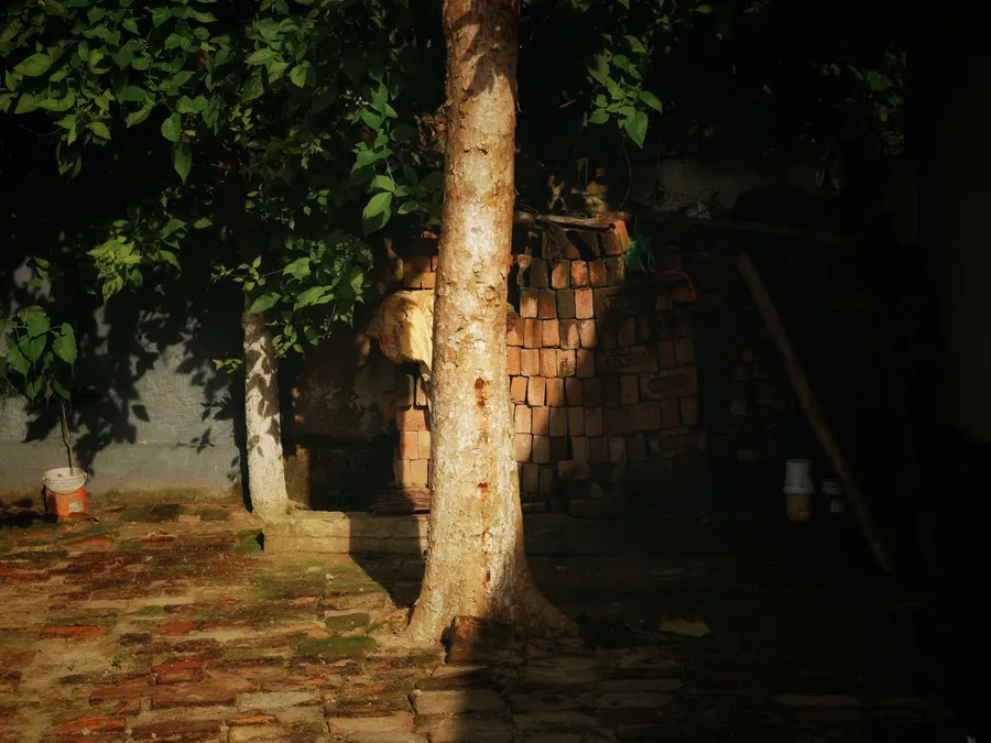 Sunlight falls on a tree trunk and a brick-paved courtyard.