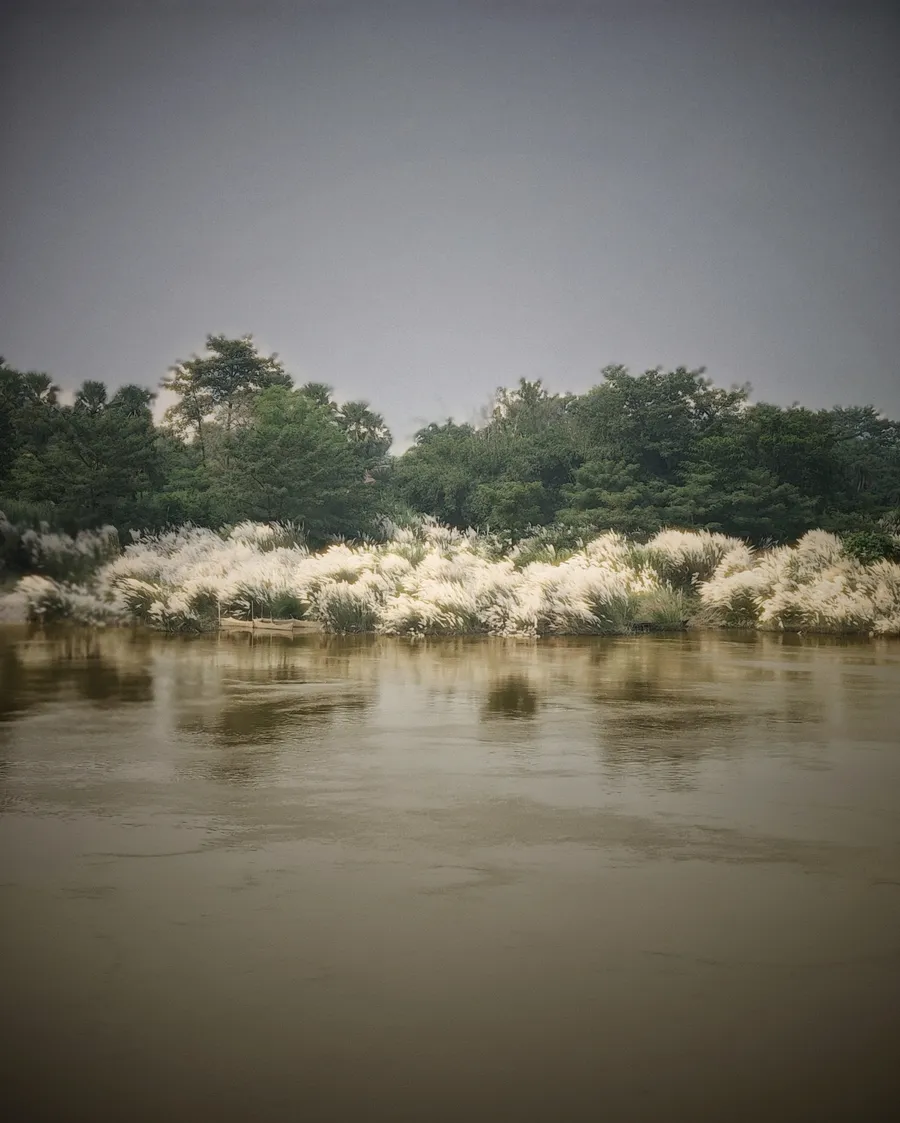 White flowering grasses line the far bank of a stretch of water.