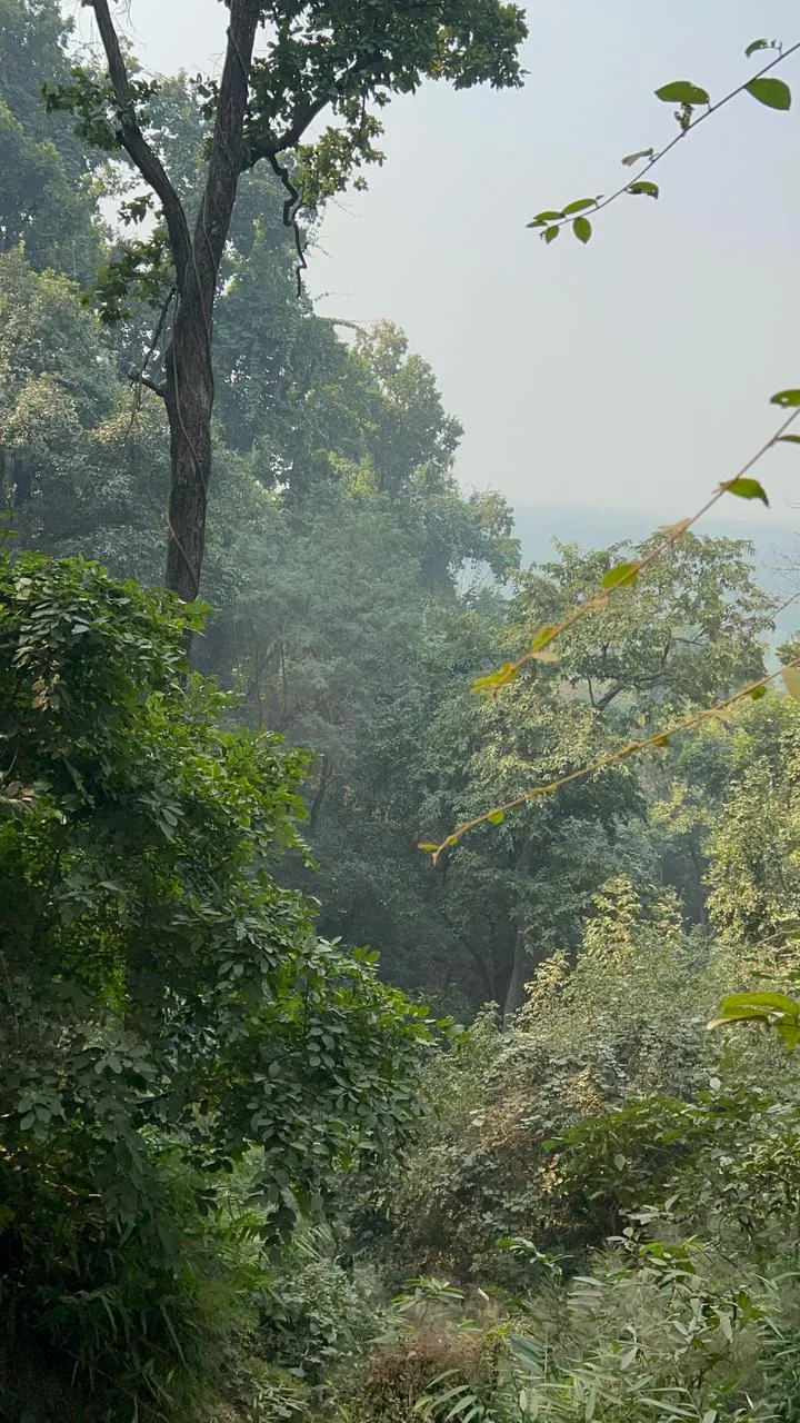 Forest in Valmiki Tiger Reserve, as identified by the photographer.